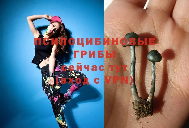 купить наркотик  Камызяк  Псилоцибиновые грибы Magic Shrooms 